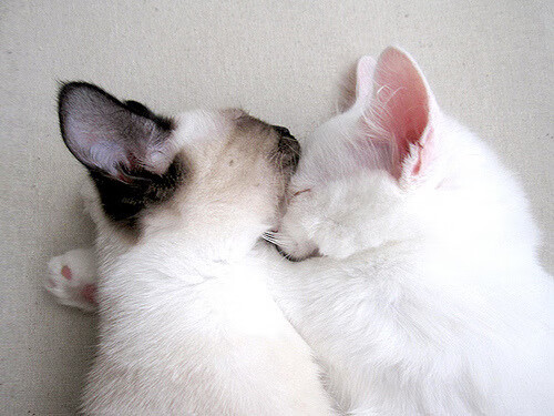 德甲转会：多支劲旅补强中场，争夺联赛冠军，德甲转会一览