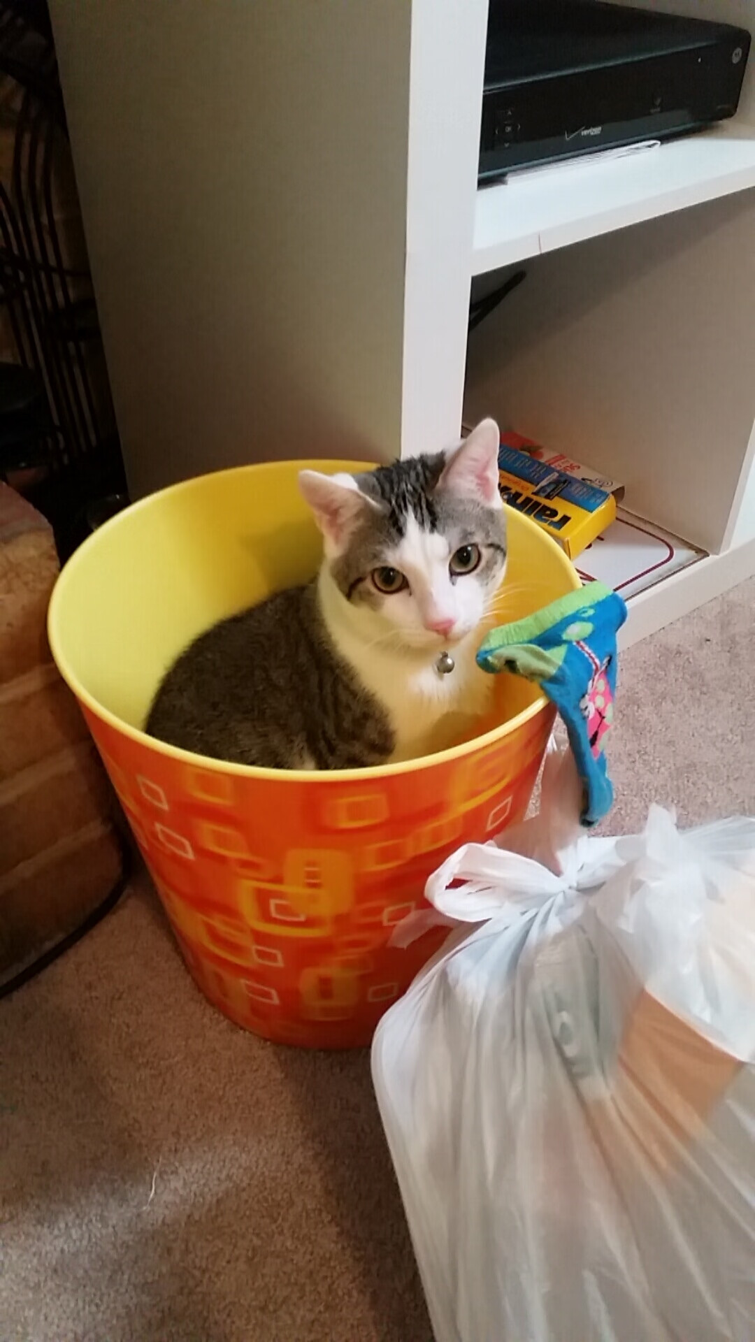 德甲转会：多支劲旅补强中场，争夺联赛冠军，德甲转会一览