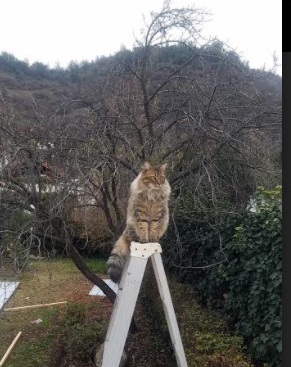 史上最燃的绝杀时刻,谁的投篮最让你热血沸腾?,投绝杀球能力排行